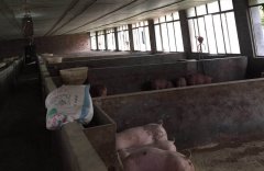 臭氧發(fā)生器在養(yǎng)豬場（養(yǎng)殖用）的應用方案